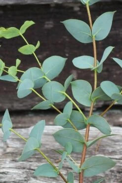 Sheila Cold Hardy Eucalyptus Tree (Eucalyptus Stellulata) - 6 Pack Of 1 Gallon Pots -Garden Sales Store Eucalyptus Sheila 2