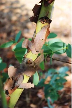 Sheila Cold Hardy Eucalyptus Tree (Eucalyptus Stellulata) - 6 Pack Of 1 Gallon Pots -Garden Sales Store Eucalyptus Sheila 9