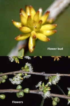 Skinny Minny Hardy Eucalyptus Tree (Eucalyptus Moorei) - 3 Gallon Pot -Garden Sales Store Eucalyptus Skinny Minny 1