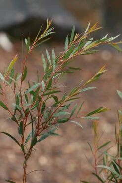 Skinny Minny Hardy Eucalyptus Tree (Eucalyptus Moorei) - 1 Gallon Pot -Garden Sales Store Eucalyptus Skinny Minny 2 1