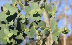 Cab Sav Cold Hardy Eucalyptus Tree (Eucalyptus Rubida) - 2 Gallon Pot -Garden Sales Store Eucalyptus Tree Cab Sav Rubida