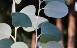 Mappa Tassie Cold Hardy Eucalyptus Tree (Eucalyptus Pauciflora) - 3 Gallon Pot 9 Mappa Tassie Cold Hardy Eucalyptus Tree (Eucalyptus Pauciflora) - 3 Gallon Pot -Garden Sales Store Eucalyptus Tree Mappa Tassie Pauciflora Snow Gum