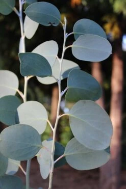 Mappa Tassie Cold Hardy Eucalyptus Tree (Eucalyptus Pauciflora) - 3 Gallon Pot 11 Mappa Tassie Cold Hardy Eucalyptus Tree (Eucalyptus Pauciflora) - 3 Gallon Pot -Garden Sales Store Eucalytptus Mappa Tassie BS