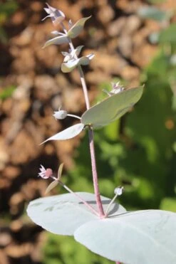 Maggie Cold Hardy Eucalyptus Tree (Eucalyptus Nova Anglica) - 2 Gallon Pot -Garden Sales Store Eusalyptus Maggie 1 500x750 2