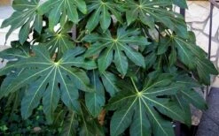 Fatsia Japonica (Japanese Aralia / Glossy Paper Plant) - 7 Gallon Pot (2-3') -Garden Sales Store Fatsia Japanese Aralia 1 1