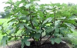 Chicago Cold Hardy Fig Tree - 1 Gallon Pot -Garden Sales Store Fig Chicago Cold Hardy 1