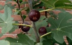 Chicago Cold Hardy Fig Tree - 1 Gallon Pot -Garden Sales Store Fig Chicago Cold Hardy