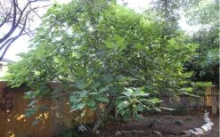 Texas Everbearing Fig Tree - 1 Gallon Pot -Garden Sales Store Fig Texas Everbearing 12