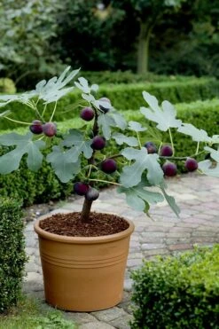 Texas Everbearing Fig Tree - 1 Gallon Pot -Garden Sales Store Fig Texas Everbearing 13
