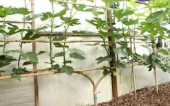 Texas Everbearing Fig Tree - 1 Gallon Pot -Garden Sales Store Fig Texas Everbearing 6