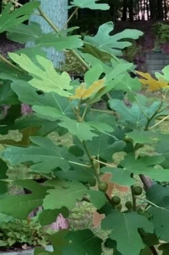 Texas Everbearing Fig Tree - 1 Gallon Pot -Garden Sales Store Fig Texas Everbearing 7