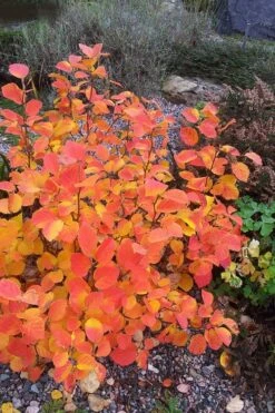 Blue Mist Fothergilla - 3 Gallon Pot 13 Blue Mist Fothergilla - 3 Gallon Pot -Garden Sales Store Fothergilla Blue Mist 3
