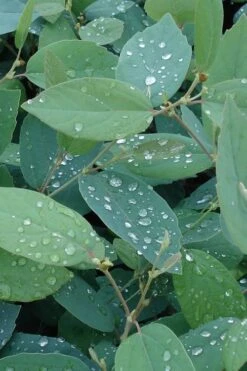 Blue Mist Fothergilla - 3 Gallon Pot 10 Blue Mist Fothergilla - 3 Gallon Pot -Garden Sales Store Fothergilla Blue Mist 4