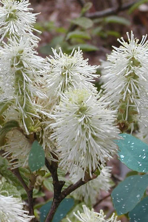 Blue Mist Fothergilla - 3 Gallon Pot 1 Blue Mist Fothergilla - 3 Gallon Pot