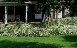 Radicans Creeping Dwarf Gardenia - 3 Gallon Pot 12 Radicans Creeping Dwarf Gardenia - 3 Gallon Pot -Garden Sales Store Gardenia Creeping 20