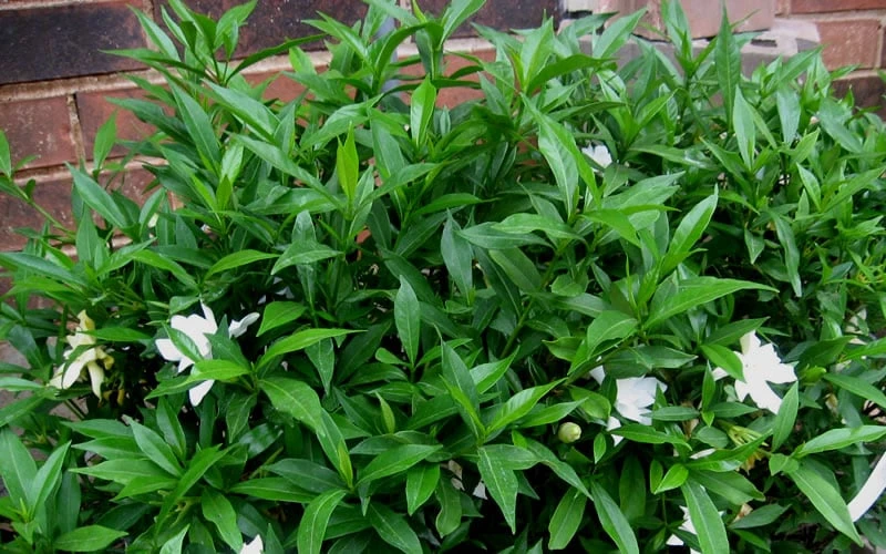 Radicans Creeping Dwarf Gardenia - 3 Gallon Pot 7 Radicans Creeping Dwarf Gardenia - 3 Gallon Pot - Image 7