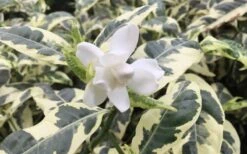 Variegated Gardenia - 1 Gallon Pot 8 Variegated Gardenia - 1 Gallon Pot -Garden Sales Store Gardenia Variegated 1