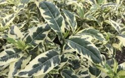 Variegated Gardenia - 1 Gallon Pot 9 Variegated Gardenia - 1 Gallon Pot -Garden Sales Store Gardenia Variegated 2