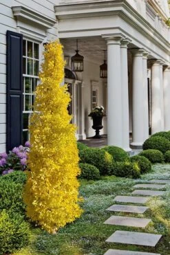 Sky Tower Ginkgo Maidenhair Tree (Male) - 2 Gallon Pot -Garden Sales Store Ginkgo Sky Tower 1