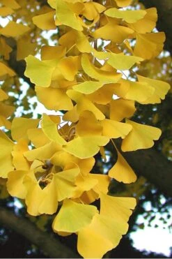Sky Tower Ginkgo Maidenhair Tree (Male) - 2 Gallon Pot -Garden Sales Store Ginkgo Sky Tower 2