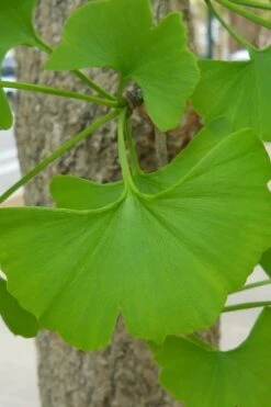 Grindstone Columnar Ginkgo Tree (Male) - 3 Gallon Pot -Garden Sales Store Ginkgo Tree 11 1
