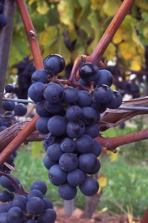 Sunbelt Grape Vine - 1 Gallon Pot 1 Sunbelt Grape Vine - 1 Gallon Pot