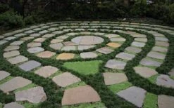 Kyoto Super Dwarf Mondo Grass - 3 Pack Of Pint Pots -Garden Sales Store Grass Mondo Super Dwarf 2