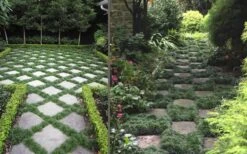 Kyoto Super Dwarf Mondo Grass - 3 Pack Of Pint Pots -Garden Sales Store Grass Mondo Super Dwarf Combo