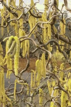 Harry Lauder's Walking Stick - Corylus Avellana 'Contorta' - 5 Gallon Pot -Garden Sales Store Harry Lauder Walking Stick 11