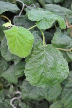 Harry Lauder's Walking Stick - Corylus Avellana 'Contorta' - 3 Gallon Pot -Garden Sales Store Harry Lauder Walking Stick 12 2