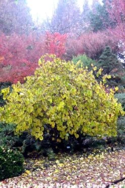Harry Lauder's Walking Stick - Corylus Avellana 'Contorta' - 1 Gallon Pot -Garden Sales Store Harry Lauder Walking Stick 15 1