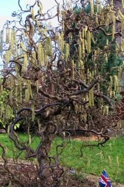 Harry Lauder's Walking Stick - Corylus Avellana 'Contorta' - 5 Gallon Pot -Garden Sales Store Harry Lauder Walking Stick 16