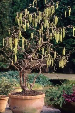 Harry Lauder's Walking Stick - Corylus Avellana 'Contorta' - 3 Gallon Pot