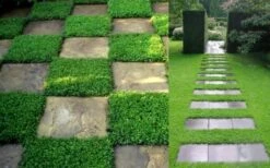 Dwarf Rupturewort Green Carpet (Herniaria Glabra) - 5 Pack Of Quart Pots -Garden Sales Store Herniaria Dwarf Rutpurewort 2