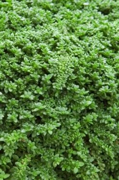 Dwarf Rupturewort Green Carpet (Herniaria Glabra) - 5 Pack Of Quart Pots -Garden Sales Store Herniaria Dwarf Rutpurewort 20