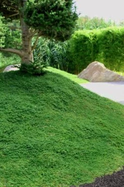 Dwarf Rupturewort Green Carpet (Herniaria Glabra) - 5 Pack Of Quart Pots -Garden Sales Store Herniaria Dwarf Rutpurewort 25