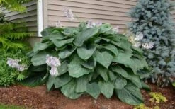 Empress Wu Giant Hosta Lily - 2 Gallon Pot -Garden Sales Store Hosta Empress Wu 20