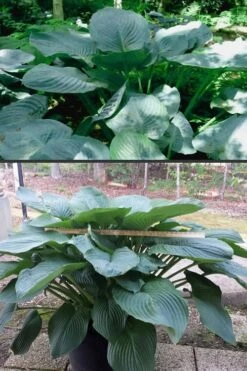 Empress Wu Giant Hosta Lily - 2 Gallon Pot -Garden Sales Store Hosta Empress Wu 500x750 1