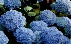 Big Daddy Hydrangea - 2 Gallon Pot -Garden Sales Store Hydrangea Big Daddy