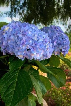 Big Daddy Hydrangea - 2 Gallon Pot -Garden Sales Store Hydrangea Big Daddy 500x750 1