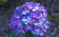 Bloomstruck Endless Summer Hydrangea - 3 Gallon Pot -Garden Sales Store Hydrangea Bloomstruck Bloom