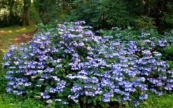 Blue Wave Lacecap Hydrangea - 3 Gallon Pot -Garden Sales Store Hydrangea Blue Wave 2