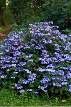 Blue Wave Lacecap Hydrangea - 3 Gallon Pot -Garden Sales Store Hydrangea Blue Wave 3
