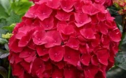 Cardinal Red Hydrangea - 6 Pack Of 1 Gallon Pots -Garden Sales Store Hydrangea Cardinal