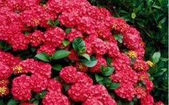 Cardinal Red Hydrangea - 6 Pack Of 1 Gallon Pots -Garden Sales Store Hydrangea Cardinal Shrub In Bloom