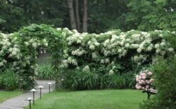 Climbing Hydrangea 'Petiolaris' - 1 Gallon Pot (2.5-3') -Garden Sales Store Hydrangea Climbing Petiolaris 16