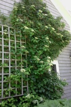 Climbing Hydrangea 'Petiolaris' - 1 Gallon Pot (2.5-3') -Garden Sales Store Hydrangea Climbing Petiolaris 9