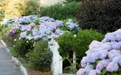 Dear Dolores Hydrangea - 2 Gallon Pot -Garden Sales Store Hydrangea Dear Dolores Garden Planting