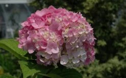 Dear Dolores Hydrangea - 2 Gallon Pot -Garden Sales Store Hydrangea Dear Dolores Pink