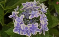 Double Delights Stargazer Hydrangea - 3 Gallon Pot -Garden Sales Store Hydrangea Double Delights Stargazer 6